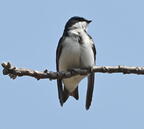 tree swallow tachycineta bicolor wehr nature center 2958 28apr25