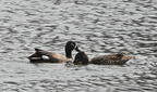 blue winged teal spatula discors wehr nature center 2950 28apr25