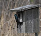 tree swallow tachycineta bicolor wehr nature center 2960 28apr25