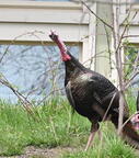 turkey wehr nature center 3017 28apr25