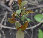 allegheny serviceberry amelanchier laevis wehr nature center 2993 28apr25