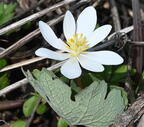blood root sanguinaria canadensis wehr 2955 28apr25