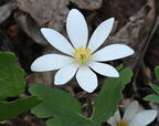 blood root sanguinaria canadensis wehr 3013 28apr25
