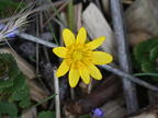 lesser celandine ranunculus ficaria wehr nature center 2956 28apr25