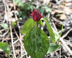 prairie trillium trillium recurvatum wehr nature center 2961 28apr25