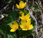 marsh marigold caltha palustris wehr nature center 2952 28apr25