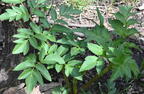 purple stem angelica angelica atropurpurea wehr nature center 2995 28apr25