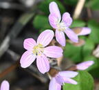 springbeauty claytonia virginica wehr nature center 2947 28apr25