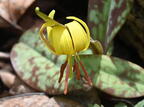 yellow trout lily erythronium americanum wehr 3010 28apr25