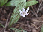white trout lily erythronium albidum wehr 2945 28apr25