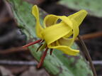 yellow trout lily erythronium americanum wehr 3012 28apr25