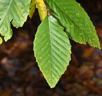 american beech fagus grandifolia minnewaska 4420 16oct25