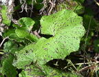 coltsfoot tussilago farfara minnewaska 4388 16oct25