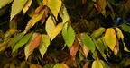 american chestnut castanea dentata minnewaska 4401 16oct25