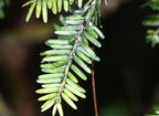 eastern hemlock tsuga canadensis minnewaska 4381 16oct25