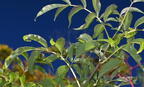 common elderberry sambucus canadensis minnewaska 4387 16oct25