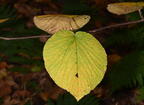 european linden tilia europaea minnewaska 4430 16oct25