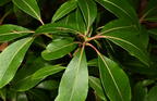 mountain laurel kalmia latifolia minnewaska 4439 16oct25