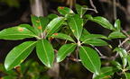 mountain laurel kalmia latifolia minnewaska 4372 16oct25