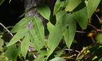 red elderberry sambucus racemosa minnewaska 4371 16oct25