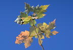 red maple acer rubrum minnewaska 4418 16oct25