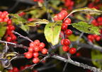 winterberry ilex verticillata minnewaska 4391 16oct25