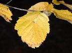 witch hazel hamamelis virginiana minnewaska 4419 16oct25