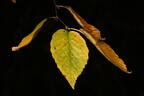 yellow birch betula alleghaniensis minnewaska 4414 16oct25