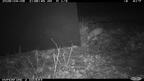 opossum didelphis virginiana trail camera farm 628 9apr26