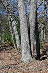 white oak quercus alba twin stumps farm 4905 9apr26