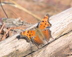 eastern comma polygonia comma farm 4852 30mar26zac