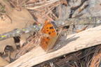 satyr comma polygonia satyrus farm 4855 30mar26zac