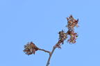 flowers red maple acer rubrum farm 4843 30mar26
