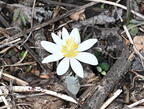 blood root sanguinaria canadensis wehr whitnall park 4931 13apr26