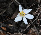 blood root sanguinaria canadensis wehr whitnall park 4933 13apr26