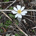 blood root sanguinaria canadensis wehr whitnall park 4936 13apr26