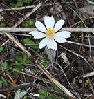 blood root sanguinaria canadensis wehr whitnall park 4936 13apr26