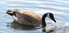 canada goose branta canadensis wehr whitnall park 4926 13apr26