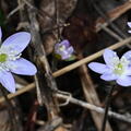 common hepatica hepatica nobilis wehr whitnall park 4935 13apr26