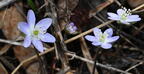 common hepatica hepatica nobilis wehr whitnall park 4935 13apr26