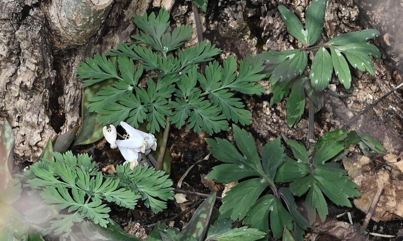 dutchmans_breeches_dicentra_cucullaria_wehr_whitnall_park_4968_13apr26.jpg