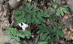dutchmans breeches dicentra cucullaria wehr whitnall park 4968 13apr26