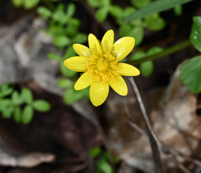 lesser_celandine_ranunculus_ficaria_wehr_nature_center_4915_13apr26.jpg
