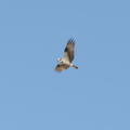 osprey pandion haliaetus wehr nature center 4954 13apr26zac