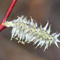pussy willow wehr nature center 4922 13apr26