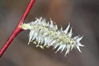 pussy willow wehr nature center 4922 13apr26
