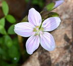 spring beauty claytonia virginica wehr nature center 4916 13apr26