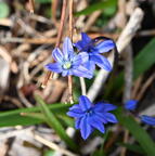siberian squill scilla siberica wehr whitnall park 4928 13apr26