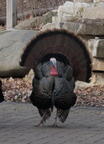 turkey meleagris gallopavo wehr whitnall park 4913 13apr26zac