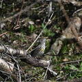 yellow-rumped warbler setophaga coronata wehr whitnall park 4939 13apr26